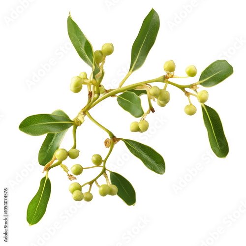 Wallpaper Mural A festive christmas mistletoe branch. Transparent background Torontodigital.ca