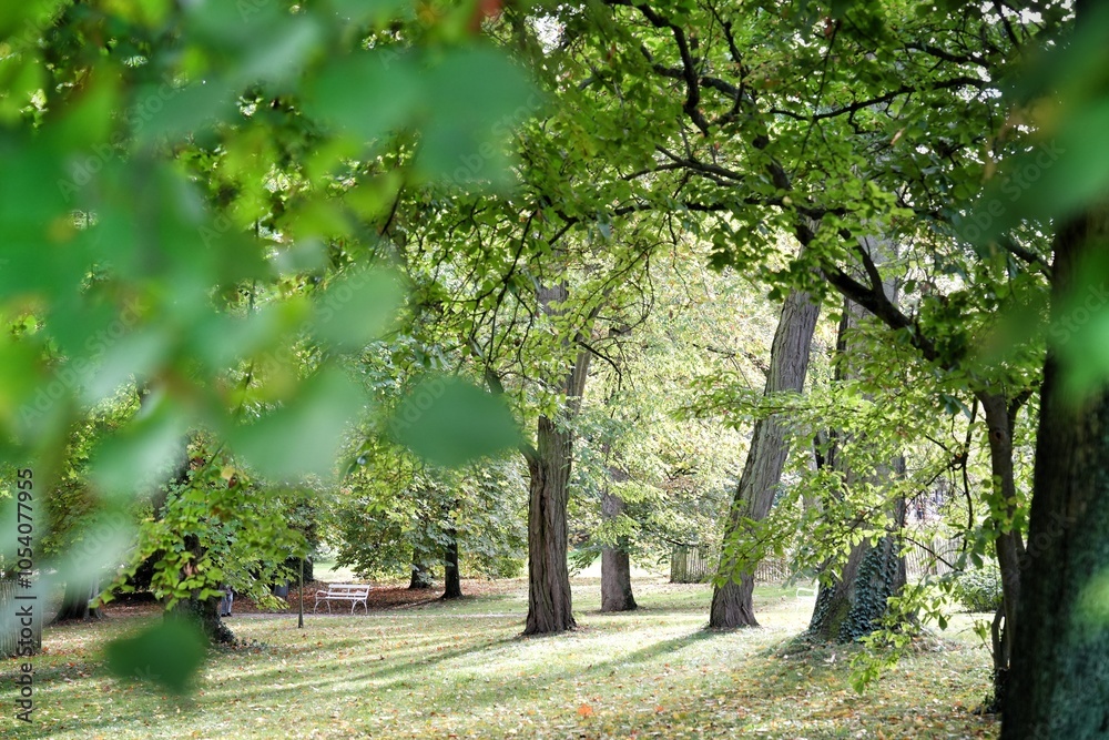 Fototapeta premium tree in the park of Bad Nauheim