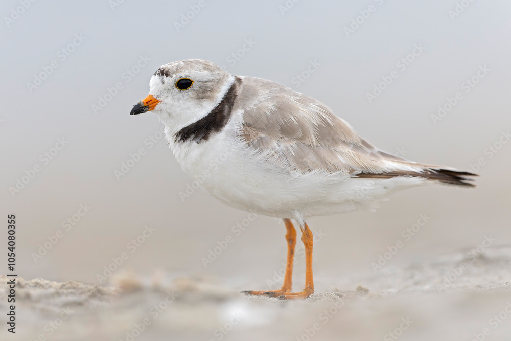 Obraz premium An adult piping plover (Charadrius melodus) on the beach.