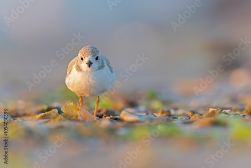 A piping plover (Charadrius melodus) young back lit in the morning sun on the beach.