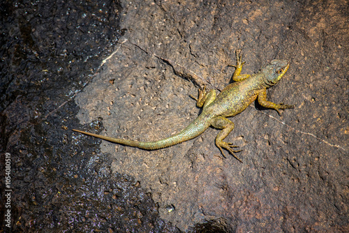 little lizard Basking in the Sun - topview photo