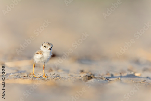 A piping plover (Charadrius melodus) fledgling in the morning sun on the beach.