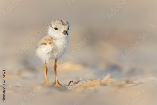 A piping plover (Charadrius melodus) fledgling in the morning sun on the beach.
