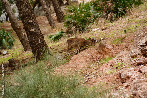 Wildlife animal Iberian ibex (Capra Pyrenaica Victoriae) in the forest in southern Spain on the Caminito del Rey in the district of Malaga, Spain. photo