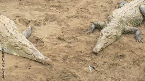 Close-up of Crocodiles on the River Bank