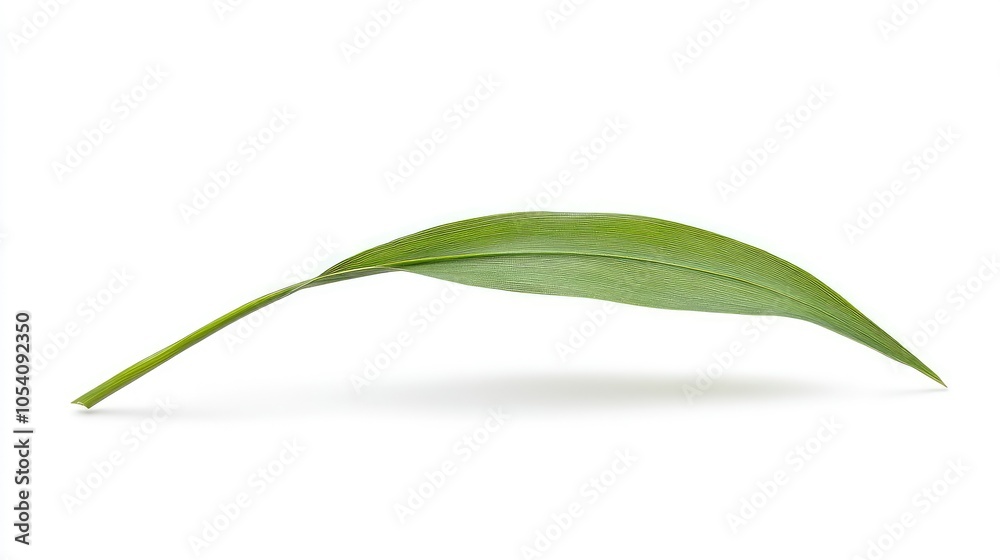 Obraz premium Single rice ear with green leaf, isolated on a white background, with shadows creating depth and dimension, emphasizing natural simplicity