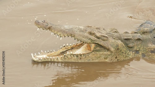 Close-up of a Crocodile Lying on the River Water