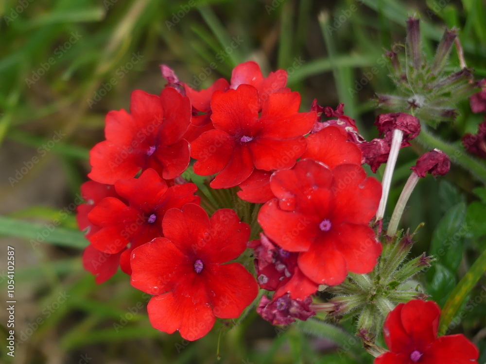 flor flor