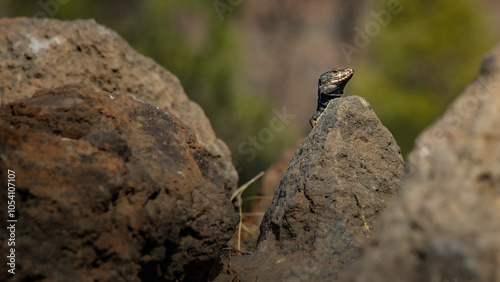 Canary Island lizard (Gallotia simonyi) hidden among the rocks in the natural environment of Chinyero