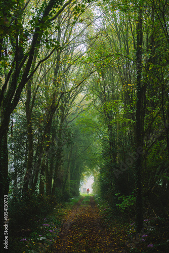 country path with tree tunnel