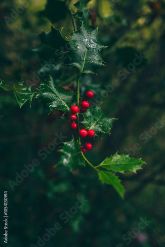 Holly on a branch in nature