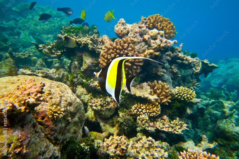 Fototapeta premium coral reef and fish