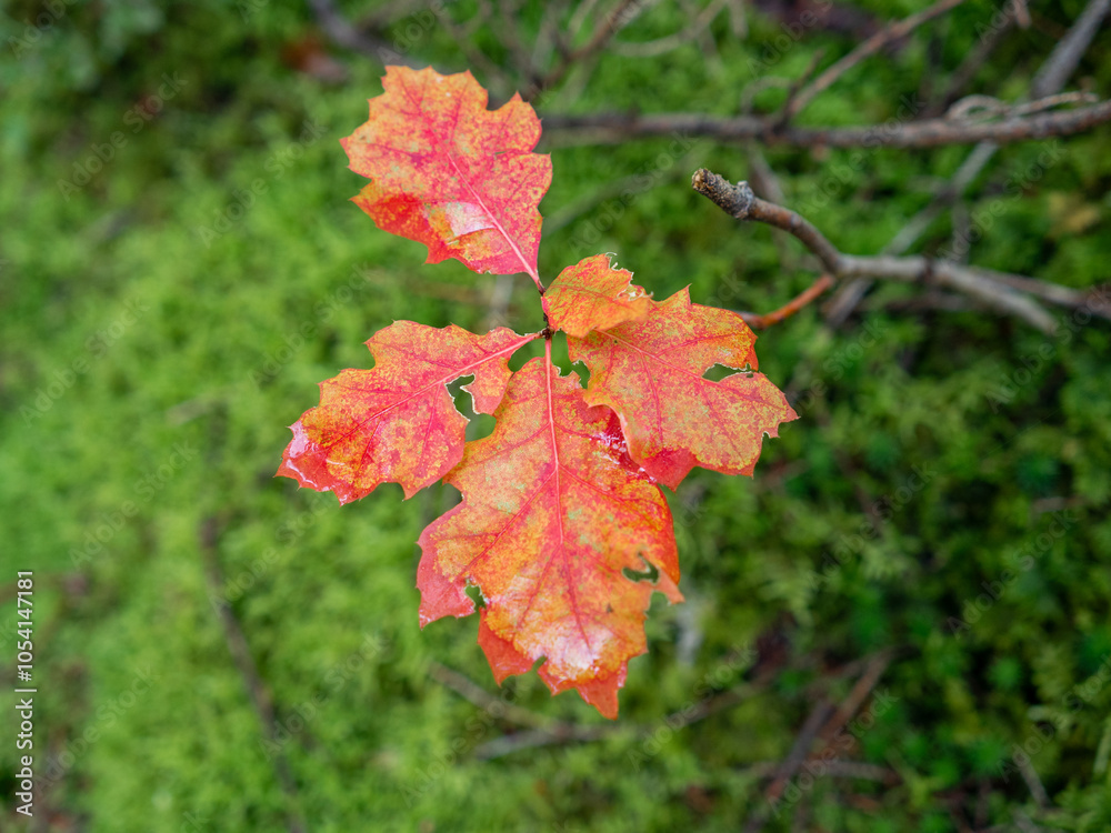 Obraz premium Herbstliche Blätter der Roteiche vor unscharfem bemoostem Waldboden im Herbst