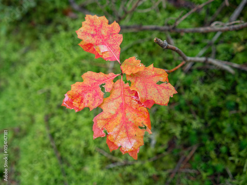 Herbstliche Blätter der Roteiche vor unscharfem bemoostem Waldboden im Herbst