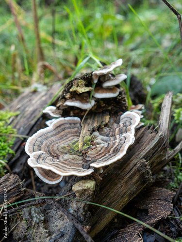 Schmetterlings-Tramete (Trametes versicolor) auf einem Stück Holz im herbstlichen Wald vor softem Hintergrund 