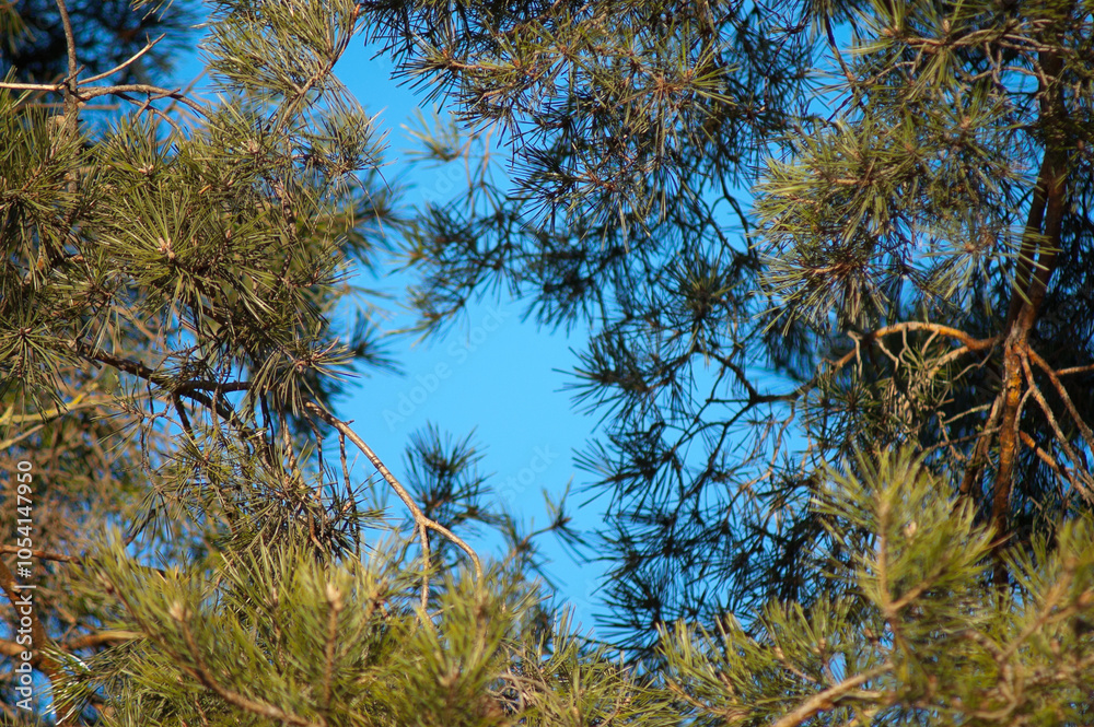 Obraz premium pine branches against blue sky view from below