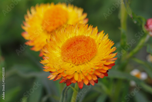 beautiful Straw flower, Everlasting blooming photo