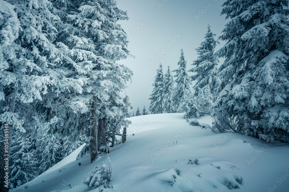 Fototapeta premium Harsh winter weather and mystical snowy coniferous forest on a frosty gloomy day. Photo wallpapers.