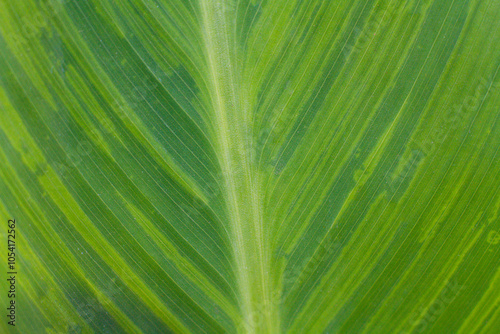 close-up texture and fibers, veins on a leaf