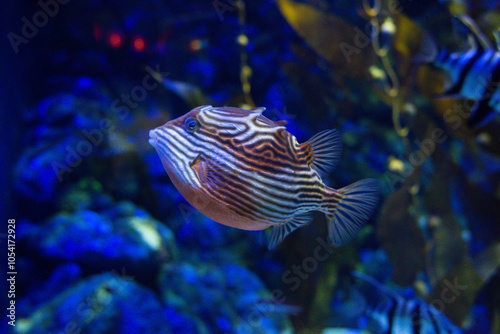 marine Ornate Cow fish  swims in an aquarium between reefs photo