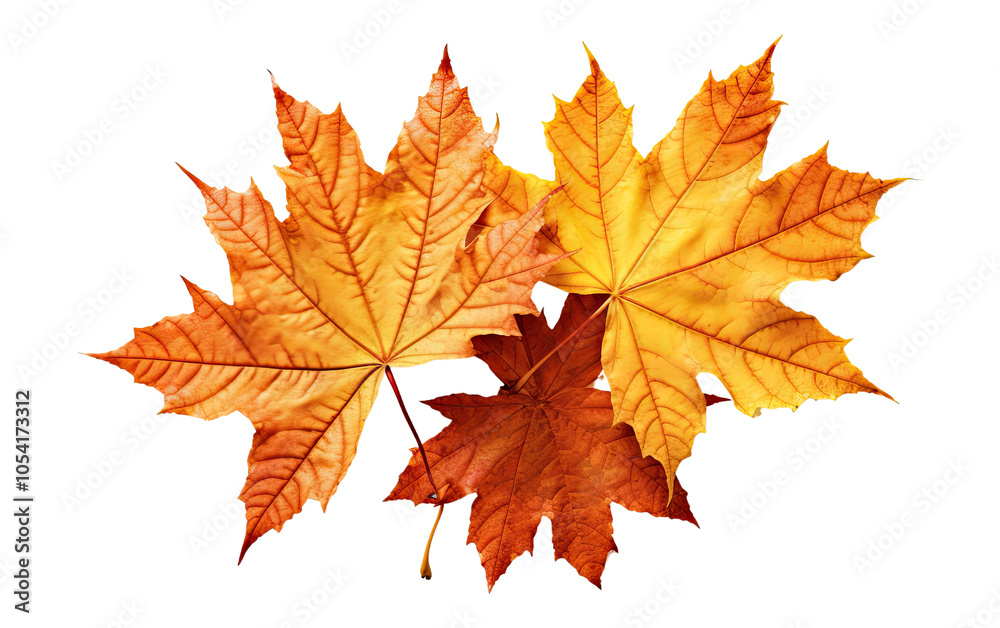Fototapeta premium A collection of vibrant maple leaves in shades of orange and yellow, showcasing the beauty of autumn against a white isolated background.