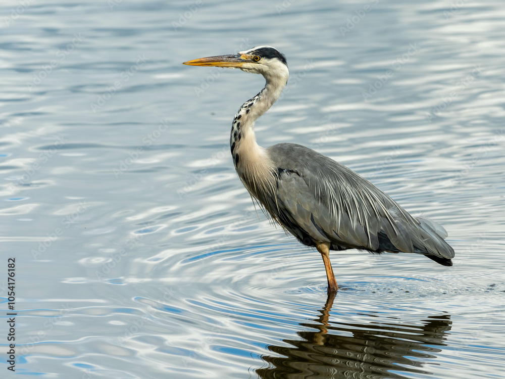 blue heron wading in a lake blue heron wading in a lake