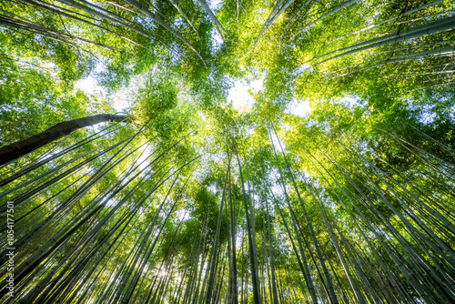 Beautiful llandscape of Bamboo forest at Arashiyama Looking up to sky, Kyoto, Japan nature. Sagano Bamboo Grove of Arashiyama. photo