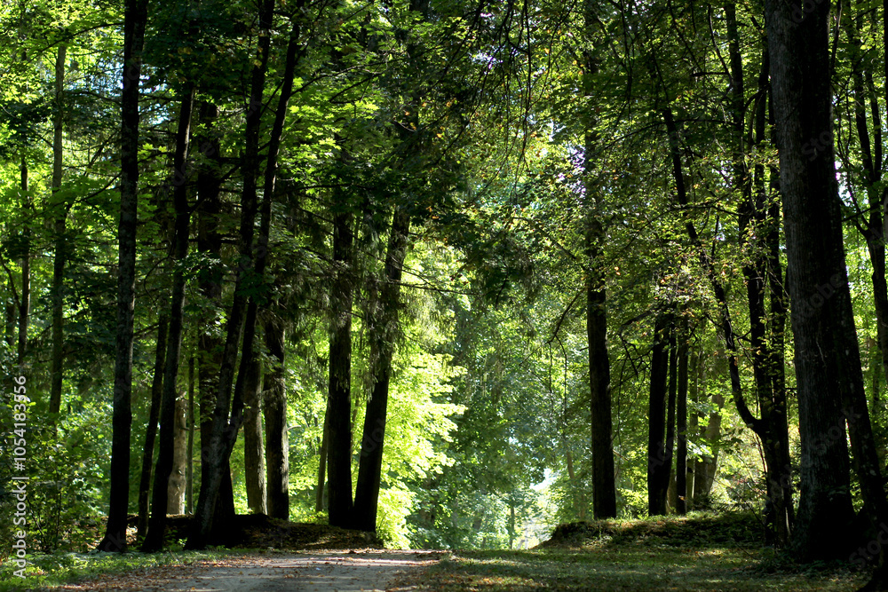 Obraz premium Лес