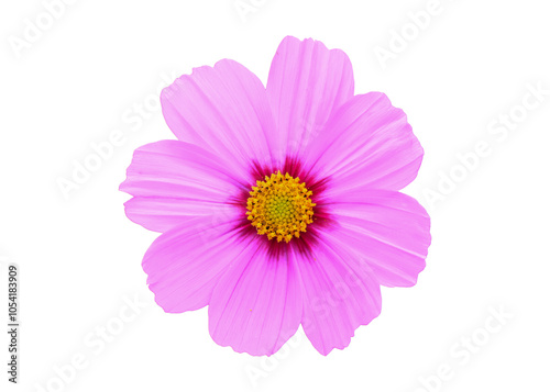 Cosmos flowers isolated on white background. This has clipping path.
