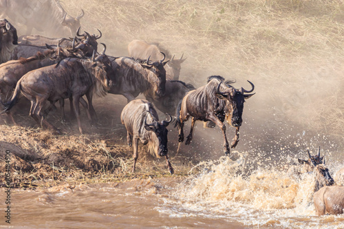 Wallpaper Mural Gnus Torontodigital.ca