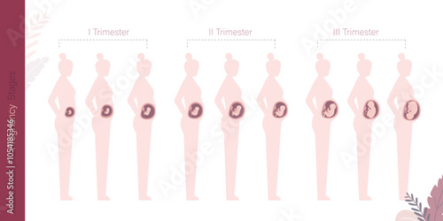 Silhouette of girl with changes in woman's body in pregnancy. Main stages of pregnancy. Maternity, pregnant woman. Three trimesters. Monthly stage, medical infographic