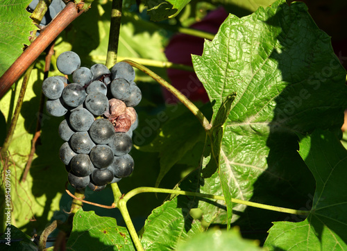 Close up shot of a diseased grape cluster. Grape anthracnose. photo