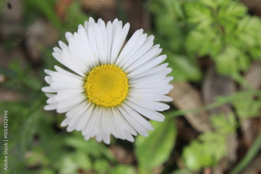Fototapeta premium daisy flower
