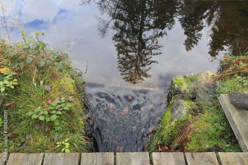 Im Nationalpark Bayerischer Wald photo