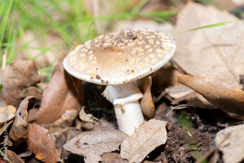 mushroom with a thin and long trunk with a small crown on the neck, and a large gray head photo