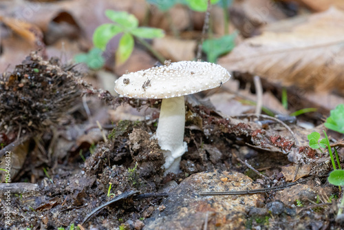 almost white mushroom, with the trunk a little thick, and the cap on the upper part darker and mottled in white, on the ground with dry autumn leaves