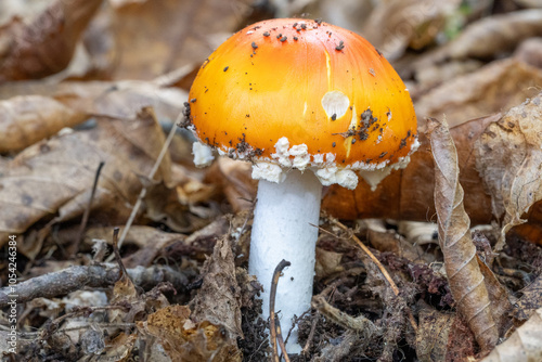 orange mushroom with white specks on the cap and straight white trunk, on the ground full of dry brown branches, the amanita aureola