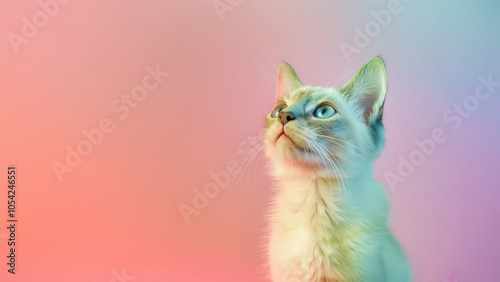 Domestic cat on colorful pastel background empty copy space template photo