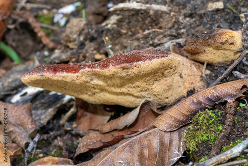 large cap mushroom, close to the ground, almost without a trunk, dark brown on top and lighter on the bottom photo