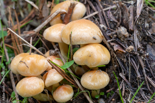 group of mushrooms, together, very soft orange color, emerging from the ground surrounded by brown, dried pine needles photo