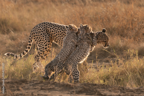 Between tenderness and patience with two cubs on its back photo