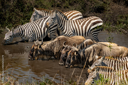 Zebras and wildebeests at the water hole. photo