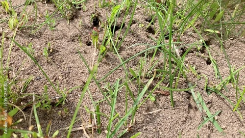 Group of Ants scurry around on sandy ground and digging holes