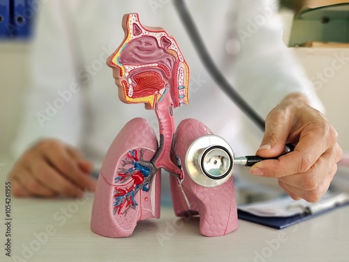 Therapist listens to the model of lungs and heart, demonstrating the head system and disease