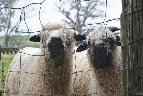 Vászonkép Two wet and bedraggled sheep looking through the fence of their field