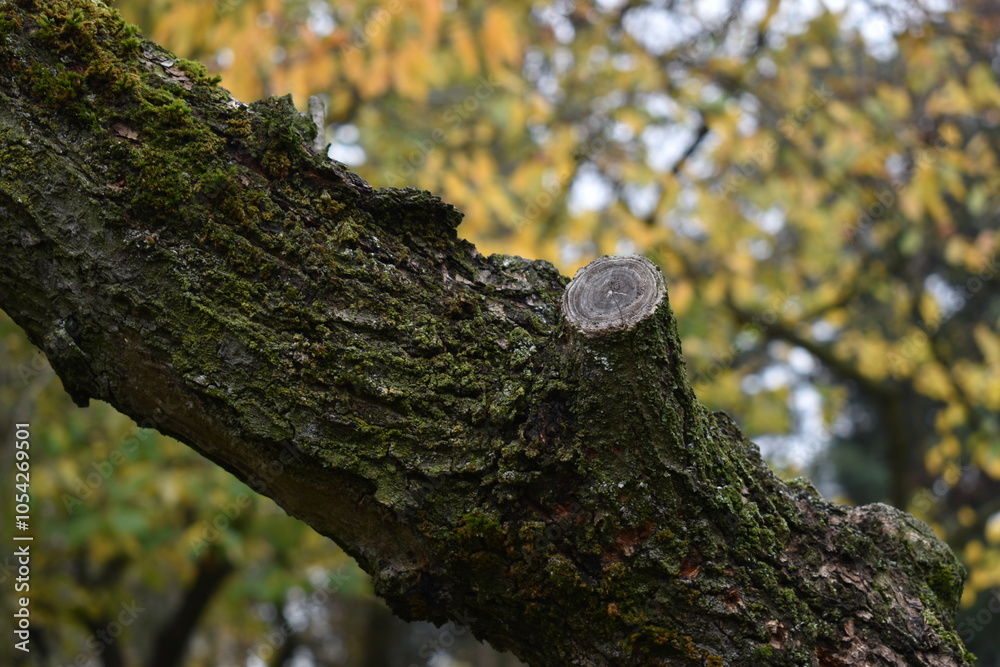 Obraz premium bark on a tree branch
