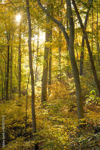 Autumn woodland with sun peaking through the leaves. Serene and peaceful forest with yellow, orange and green colors. Vertical landscape photo