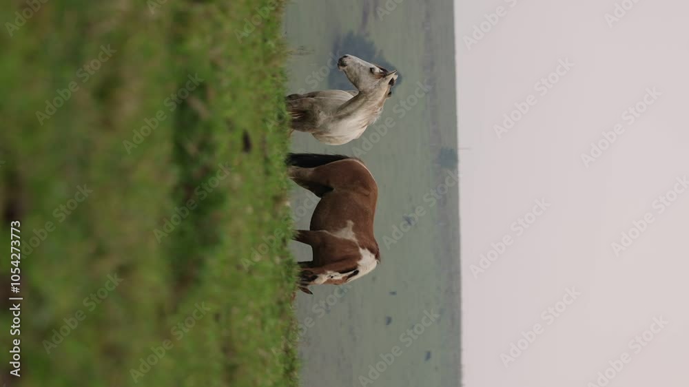 Cavalos pastando e interagindo em campo aberto.