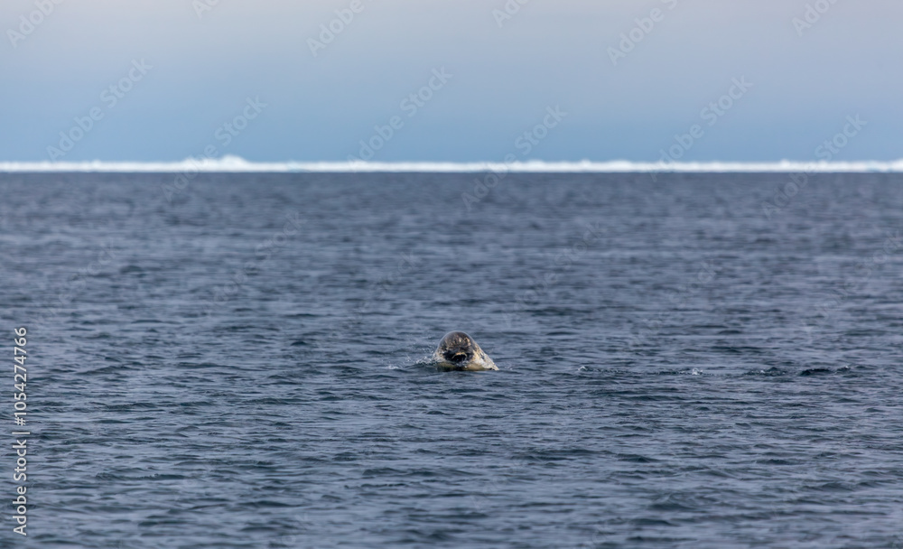 Fototapeta premium Seal Swimming in Arctic Ocean Near Ice Line Horizon