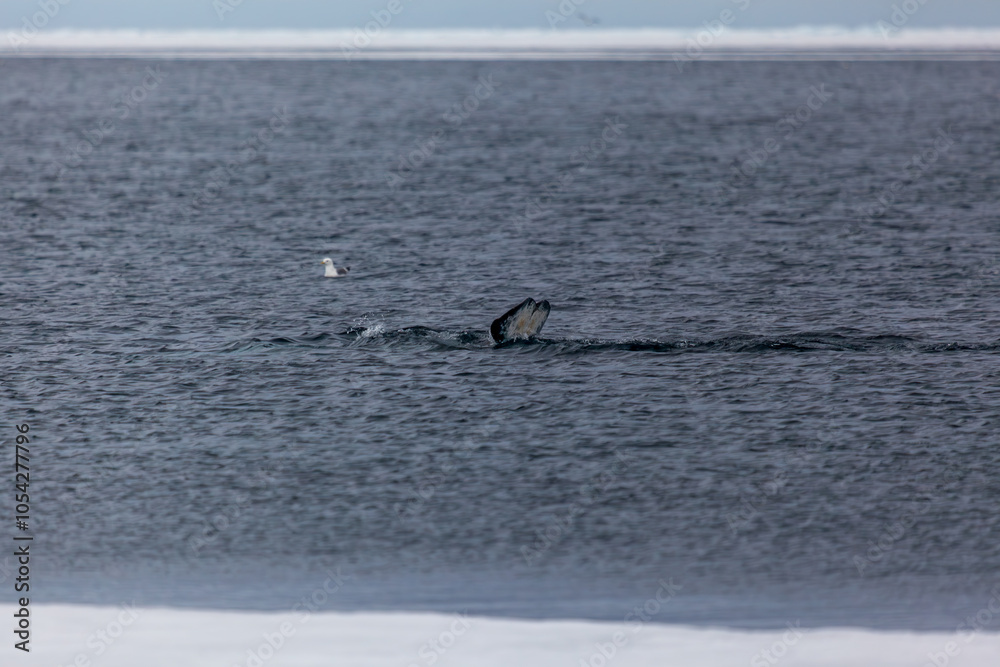 Narwhal Tail Emerging From Arctic Waters in Pond Inlet Narwhal Tail Emerging From Arctic Waters in Pond Inlet